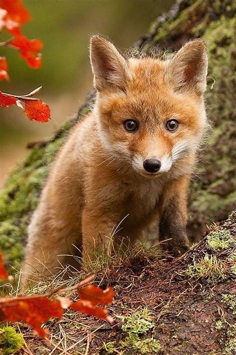 Cute Baby Fox Animals Pinterest
