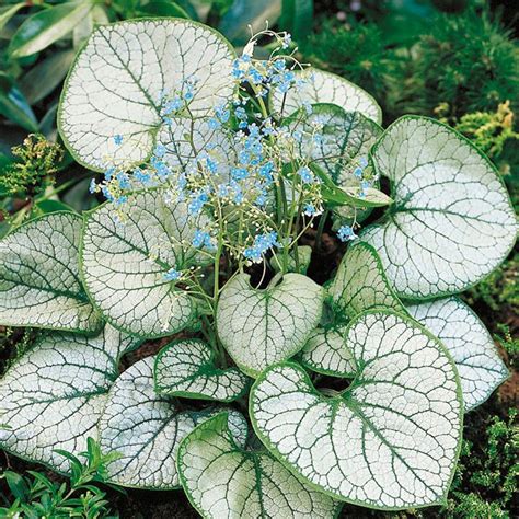 Brunnera Plant Jack Frost Suttons Seeds And Plants