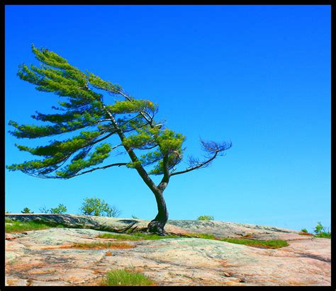 The Lone Pine Tree The Famous Tree At Killbear Provincial Flickr