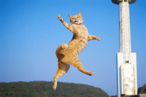Psbattle Jumping Cat Rphotoshopbattles