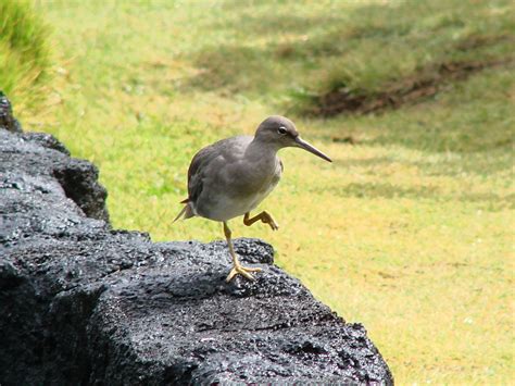 Tails Of Birding Shorebirds In Hawaii Have Remarkable Journeys