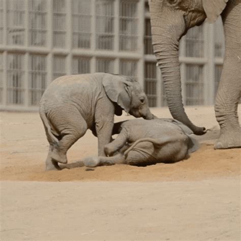 Happy Baby Animals  By San Diego Zoo Find And Share On Giphy