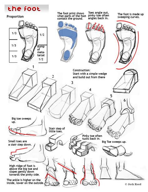 Drawsh The Foot Human Anatomy Drawing Anatomy Drawing Anatomy Art