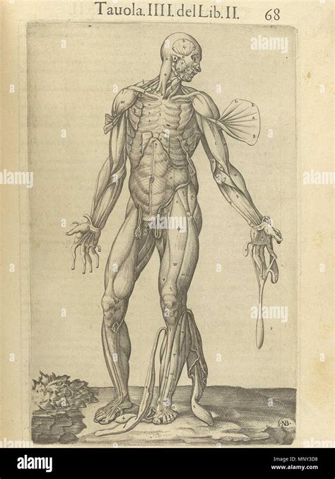 Anatomía Del Cuerpo Humano Banque De Photographies Et Dimages à Haute