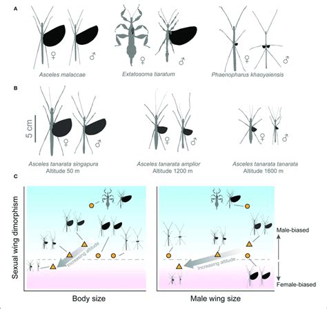 Sexual Wing Dimorphism Swd In Stick Insects A Representative Download Scientific Diagram