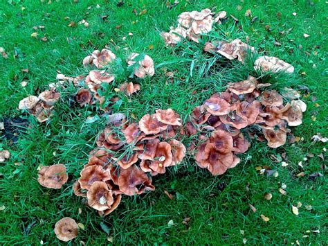 Wavy Cap Id Request Mystery Fungus Mushroom Hunting