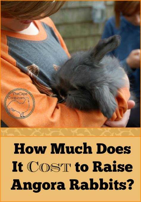 How Much Does It Cost To Raise Angora Rabbits