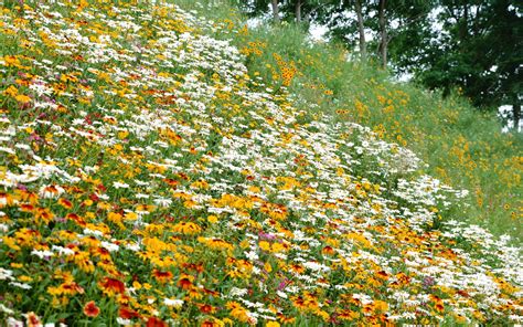 🔥 46 Free Summer Garden Desktop Wallpaper Wallpapersafari