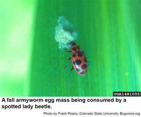 Fall Armyworms In Turf Nc State Extension Publications