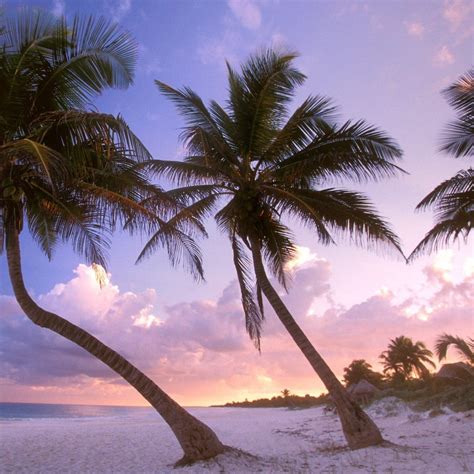 Palm Tree Sunset Wallpaper Images 43296 Hot Sex Picture