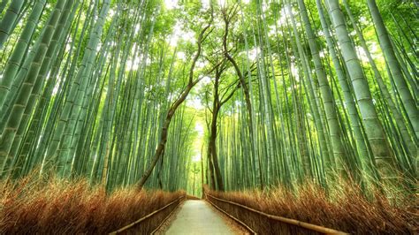 Beautiful Bamboo Forest Japan Hd Desktop Wallpaper