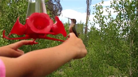 How To Feed Hummingbirds By Hand Pretty Amazing Youtube