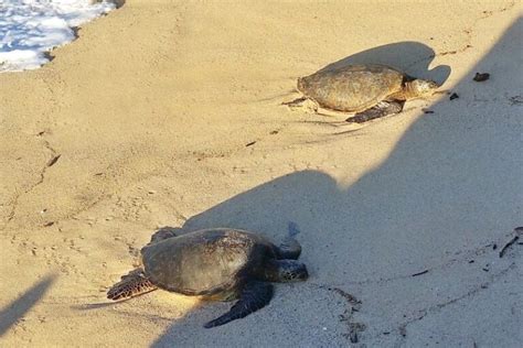 Turtle Beach In Maui 🐢 Hookipa Beach Turtles 🐢 Where To See Turtles On