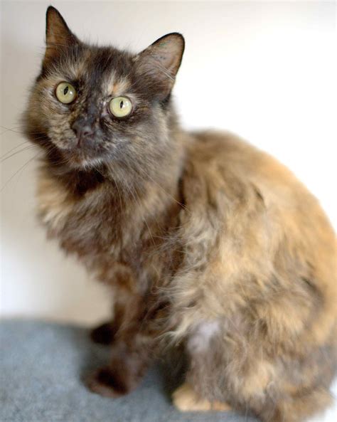 Autumn Female Domestic Medium Hair Cat In Nsw Petrescue