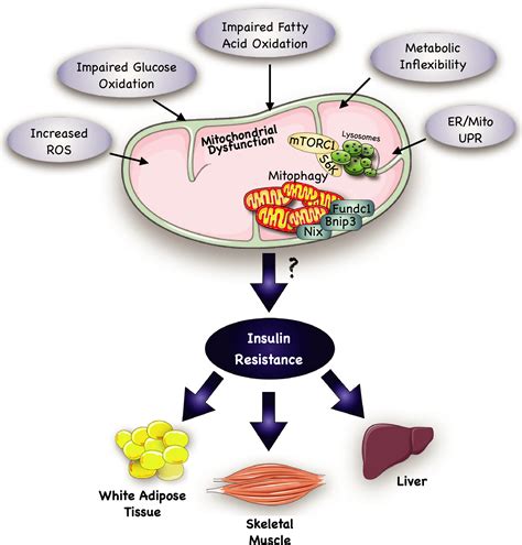 Mechanisms Of Muscle Insulin Resistance And The Cross‐talk With Liver