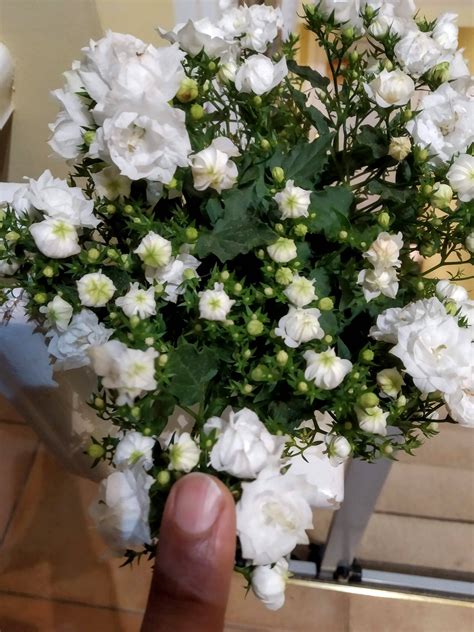 Here is a picture with my finger right next to a full sized flower identification - What is this small plant with bunches of ...