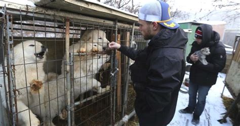 Us Olympic Skier Gus Kenworthy Rescued 90 Dogs From Korean Dog Meat