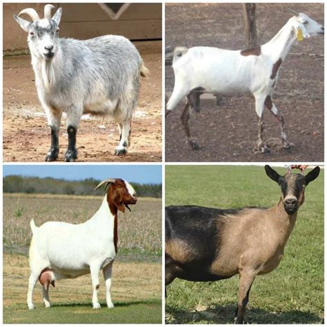 Types Of Goat
