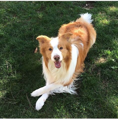 Ee Red Border Collie Diamond Of Whitecastle Elvis Lobo 🧡