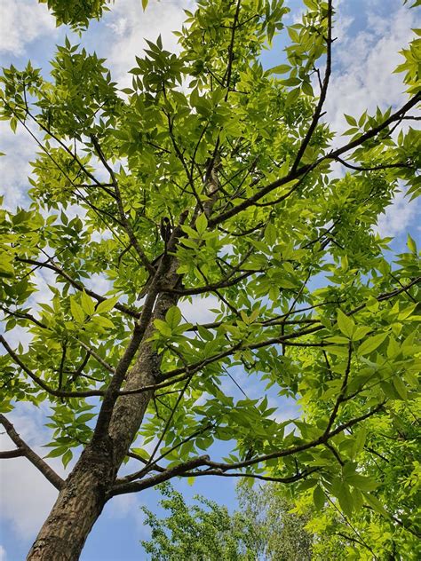 Green Ash Fraxinus Pennsylvanica Have A Tree