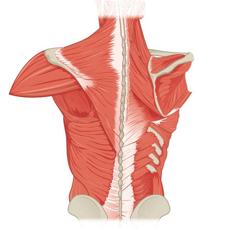 Back Muscles Anatomy Deep Back Muscles Anatomy Innervation And