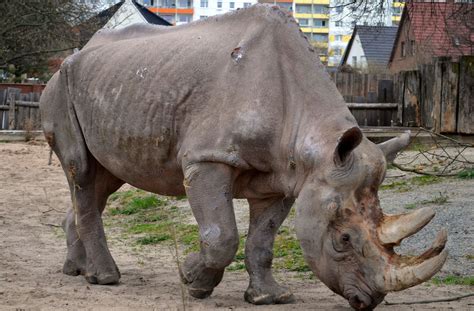 Free Images Wildlife Zoo Horn Mammal Fauna Rhino Rhinoceros