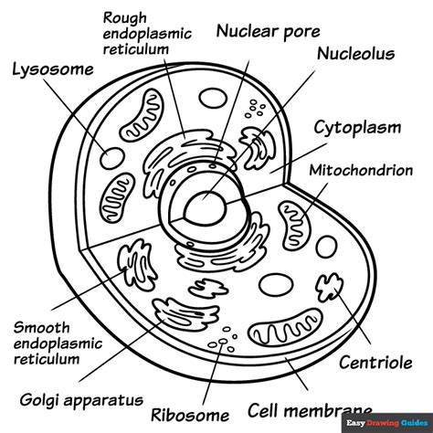 Animal Cell Coloring Page Easy Drawing Guides