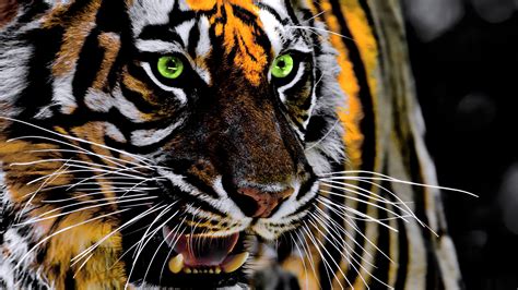 Roaring Tiger Wallpapers Top Free Roaring Tiger Backgrounds