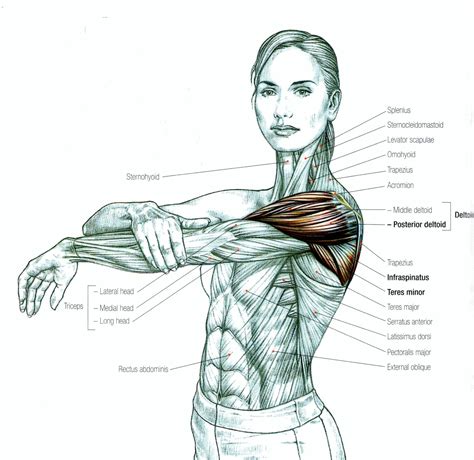 Muscle Groups Stretching How To Stretch The Shoulder To Increase