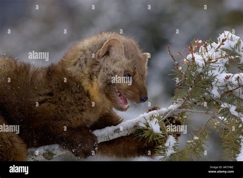 American Pine Marten Martes Americana In Snow Photographed In Usa Stock