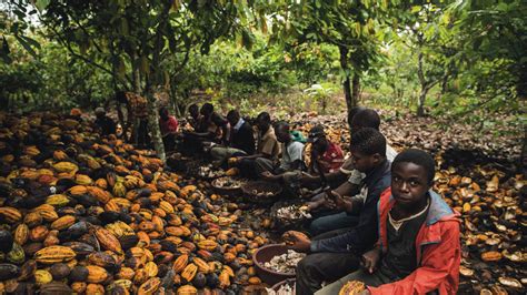 Child Labor And The Cacao Trade The Dark Side Of Chocolate