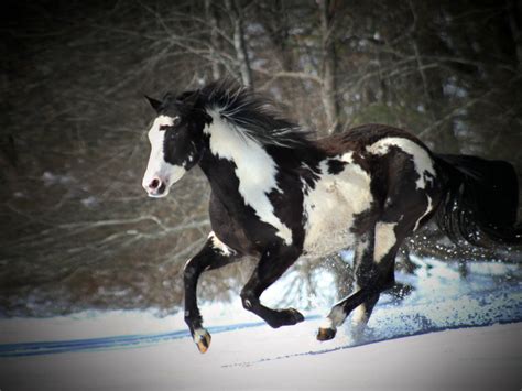 black  white horse running  snow desktop wallpaper backgrounds   wallpaperscom