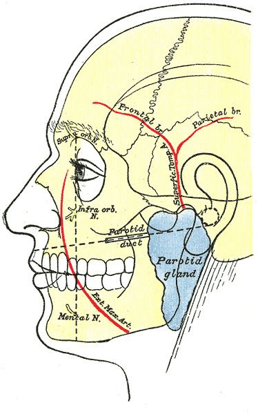 Anatomy Head And Neck Parotid Gland Statpearls Ncbi Bookshelf