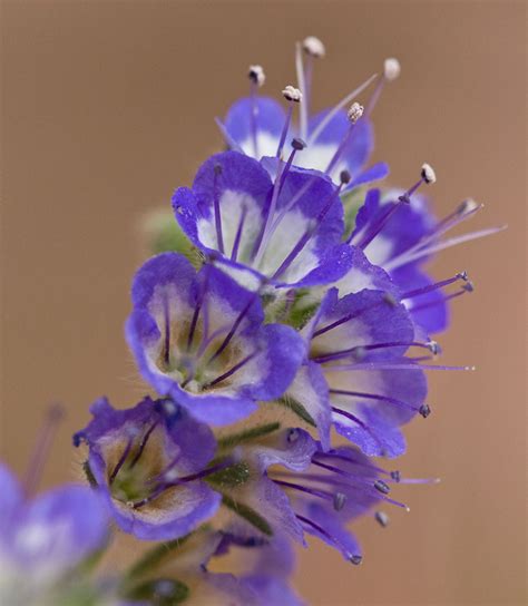Blue Curls Flowering Plants Of The Trans Pecos Of Texas · Inaturalist