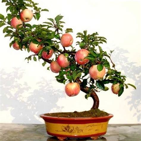Bonsai Apple Tree Price