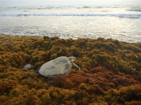 Kemps Ridley Sea Turtles Swim In An Ocean Of Peril