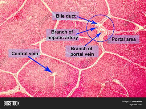 Light Micrograph Liver Image And Photo Free Trial Bigstock