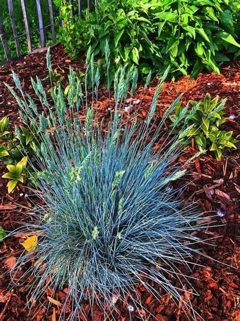 List Of Blue Fescue In Shade Ideas Eviva Midtown
