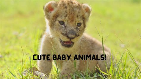 Baby Animals Sweet And Funny Baby Animals Sweet Baby Cat Funny Baby