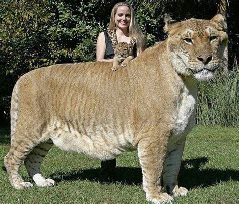 Hercules 922 Pound Liger Is The Worlds Largest Living Cat Born To