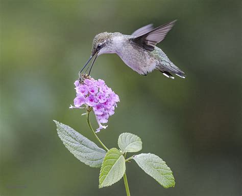 Hummingbird Grabs Wasp Tct2296 Tim Thorington Flickr