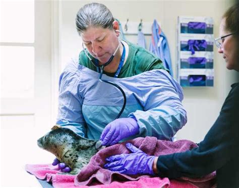 Marine Science Careers Meet Marine Mammal Veterinarian Dr Cara Field