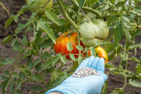 Cuándo realmente necesitas fertilizar los tomates Cuidado con este