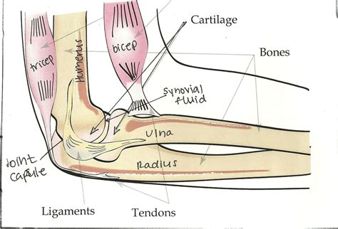 Labelled Diagram Of A Human Elbow Bone And Joint Ligaments And