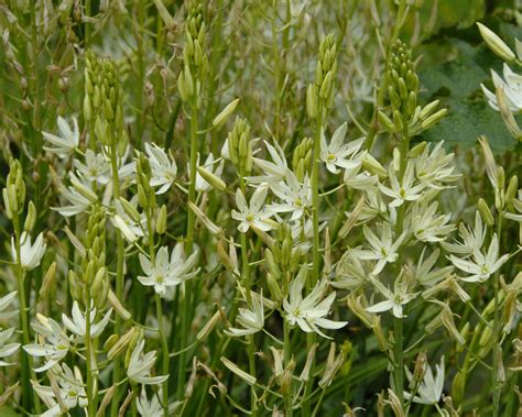 Camassia Leichtlinii Alba White Bulbs — Buy Online At Farmer Gracy Uk