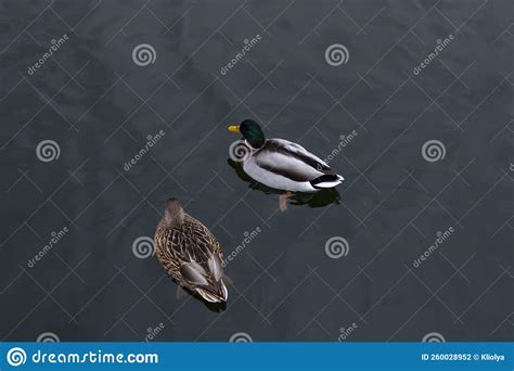 A Pair Of Waterfowl In The Water Duck And Drake Swim In A Pond Lake