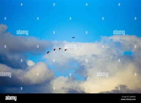 Birds Against Clouds Hi Res Stock Photography And Images Alamy