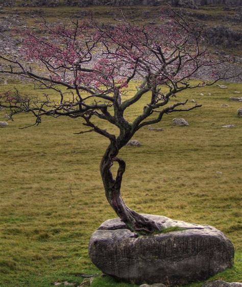 Growing Strong 10 Extraordinary Trees That Refuse To Surrender To