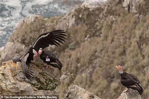 California Condors Are Found To Form Throuples To Help