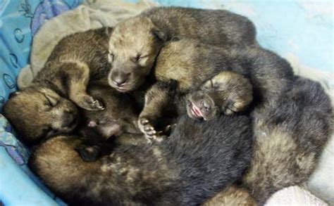 For The Wild Hearted Souls These Adorable 10 Day Old Wolfdog Puppies